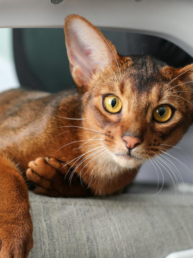 Abyssinian cat breed, Abyssinian facts, Abyssinian characteristics, Abyssinian cat care, Abyssinian cat information,