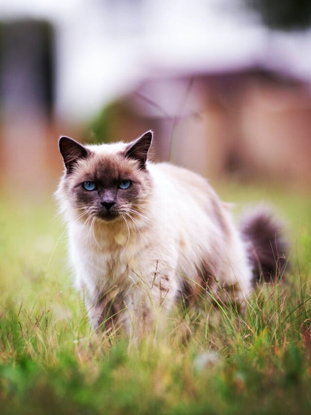 Birman cat breed, Birman facts, Birman characteristics, Birman cat care, Birman cat information,