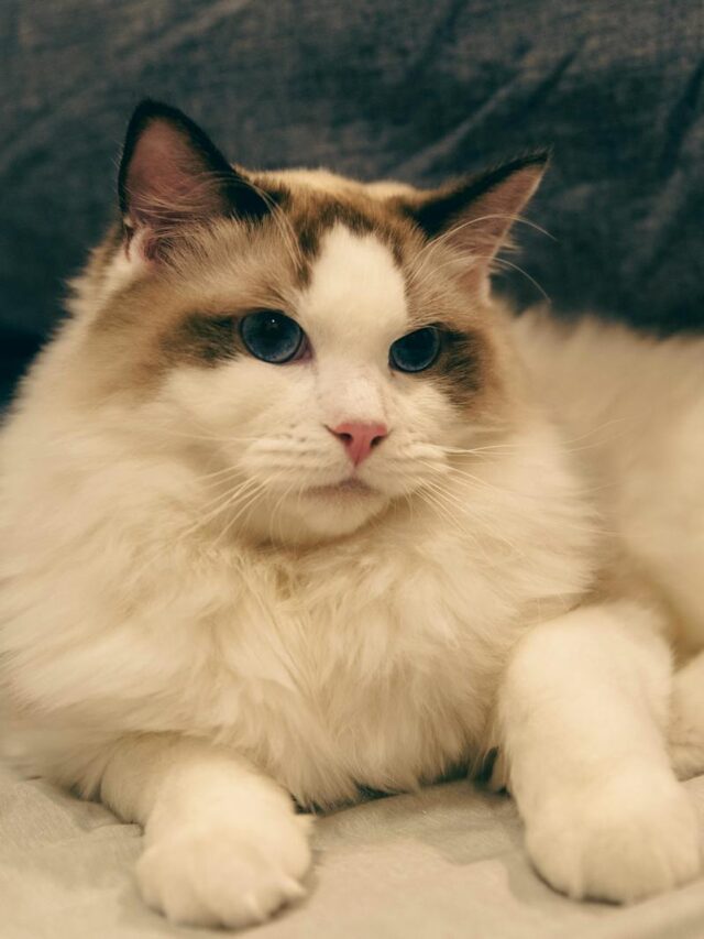 Ragdoll cat, Ragdoll cat facts, Ragdoll breed, Ragdoll cat characteristics, Ragdoll cat information,