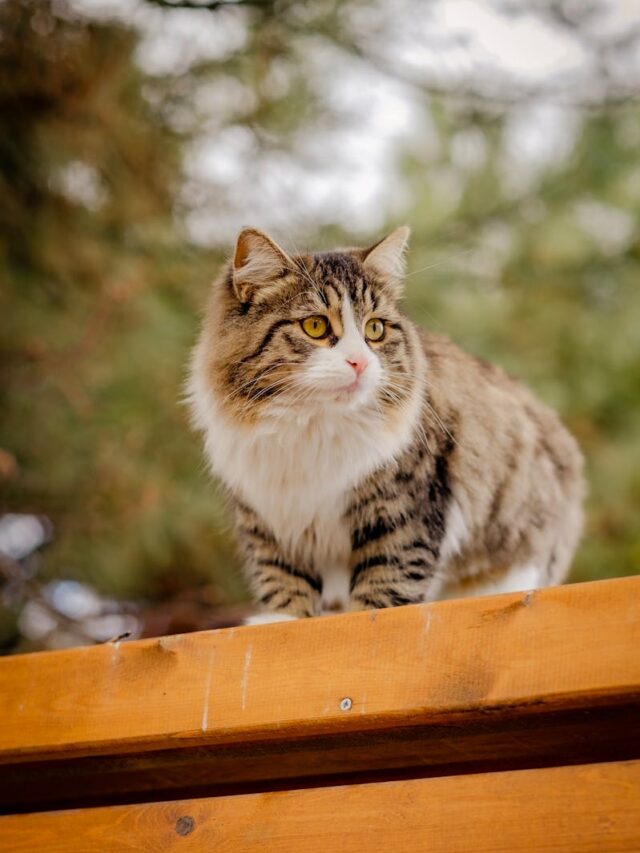 fluffy cats, cat breeds, Maine Coon, Persian, Ragdoll, Siberian, Norwegian Forest Cat, Scottish Fold, Himalayan,