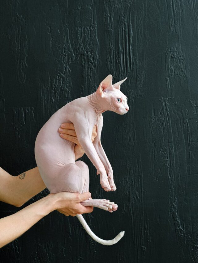 Sphynx cat, Sphynx cat facts, Sphynx breed, Sphynx cat characteristics, Sphynx cat information,