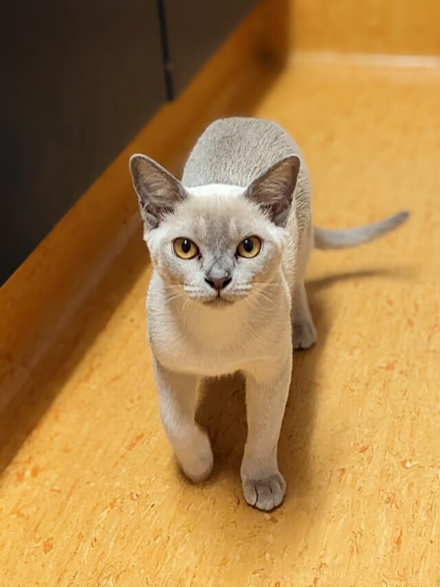 Burmese cat breed, Burmese facts, Burmese characteristics, Burmese cat care, Burmese cat information,