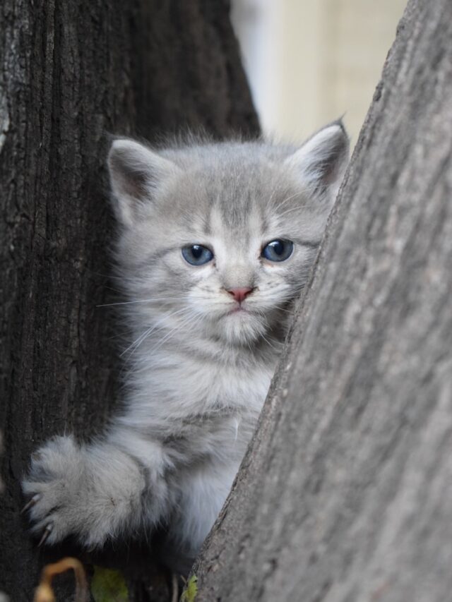 cat breeds, blue eyes, Siamese, Ragdoll, Siberian, British Shorthair, Tonkinese, Turkish Angora, Himalayan,