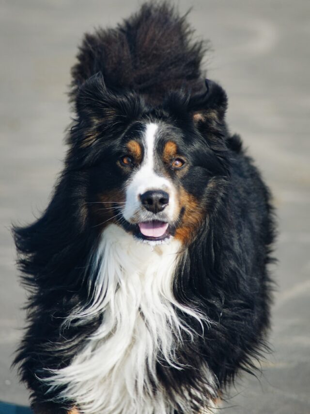 Bernese Mountain Dog, Facts, Appearance, Temperament, Working Heritage, Grooming Needs, Health Considerations, Exercise Requirements, Family-Friendly,