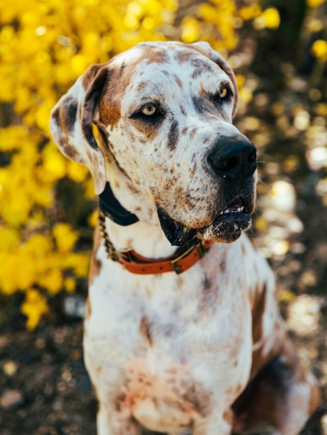 Great Dane, Dog Breed, Characteristics, Care, Appearance, Temperament, Strength, Exercise Needs, Grooming, Health Considerations, Family-Friendly,