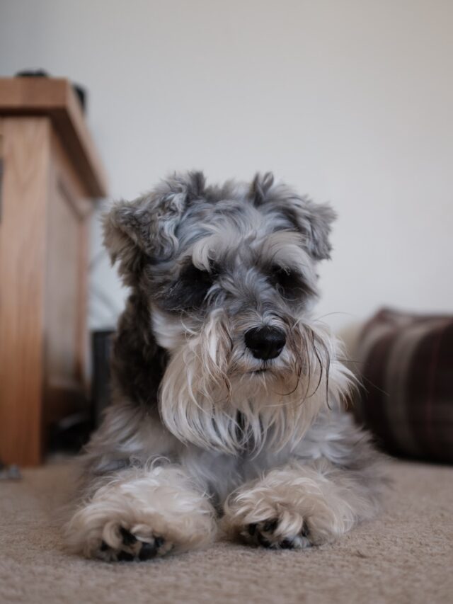 Standard Schnauzer, Dogs, Temperament, Versatile, Distinctive Appearance, Family Dogs, Trainability, Exercise Needs, Health Considerations,