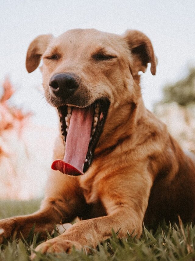 dogs, dog yawning, canine behavior, communication, stress relief, oxygenation, social bonding, temperature regulation, fatigue indicator,