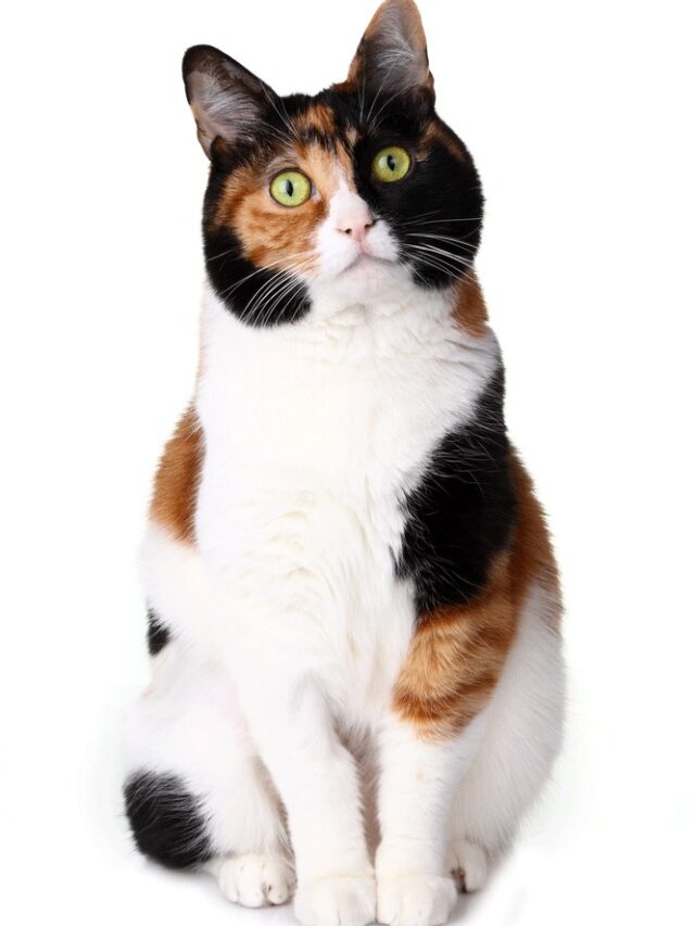 Japanese Bobtail, cat breed, characteristics, care, adoption,