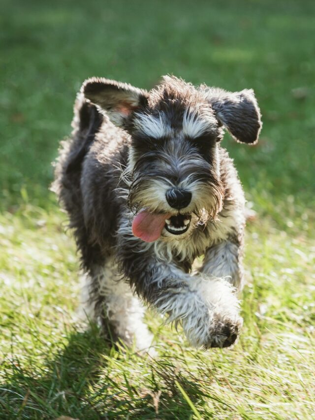 Schnauzer breed, Schnauzer facts, dog breeds, hypoallergenic dogs, intelligent dogs, loyal dogs, family dogs,