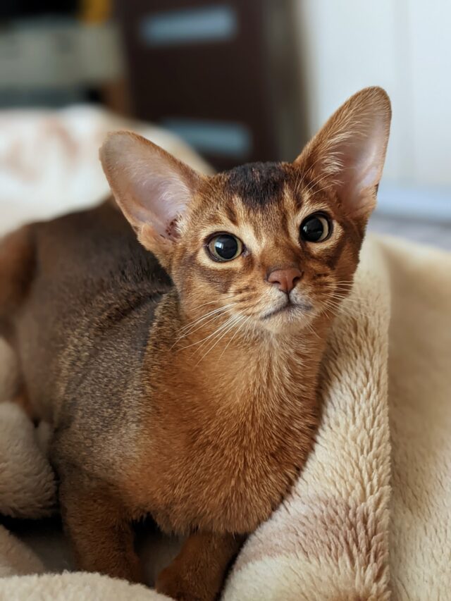 cats, big ears, Sphynx, Scottish Fold, Oriental, Siamese, American Curl, Maine Coon, Cornish Rex,