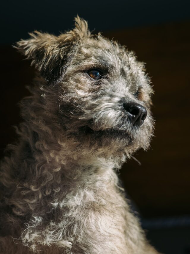 Border Terrier, terrier breeds, small dogs, hypoallergenic dogs, energetic dogs, playful dogs, loyal dogs,