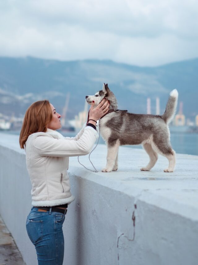 dog petting, petting etiquette, dog body language, petting techniques, dog bonding, canine interaction, dog care, petting tips,