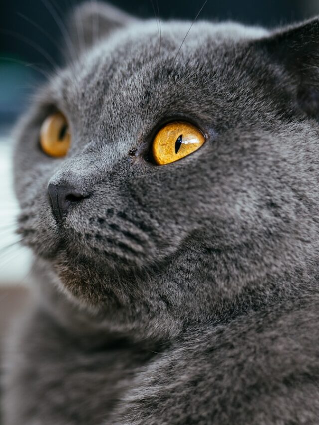 Scottish Fold, Breed, Profile, Characteristics, Care, Adorable, Gentle, Ear Hygiene, Laid-back, Health, Training,