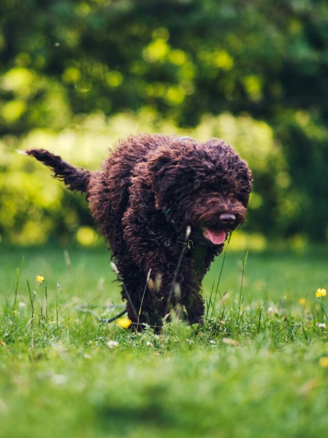 Lagotto Romagnolos, facts, origins, coat, temperament, versatility, health, grooming, family,