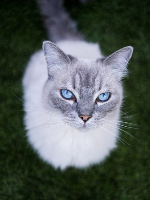 White Cats, Fun Facts, Genetic, Deafness, Superstitions, Popularity, Coat Maintenance, Personality, Adoption,