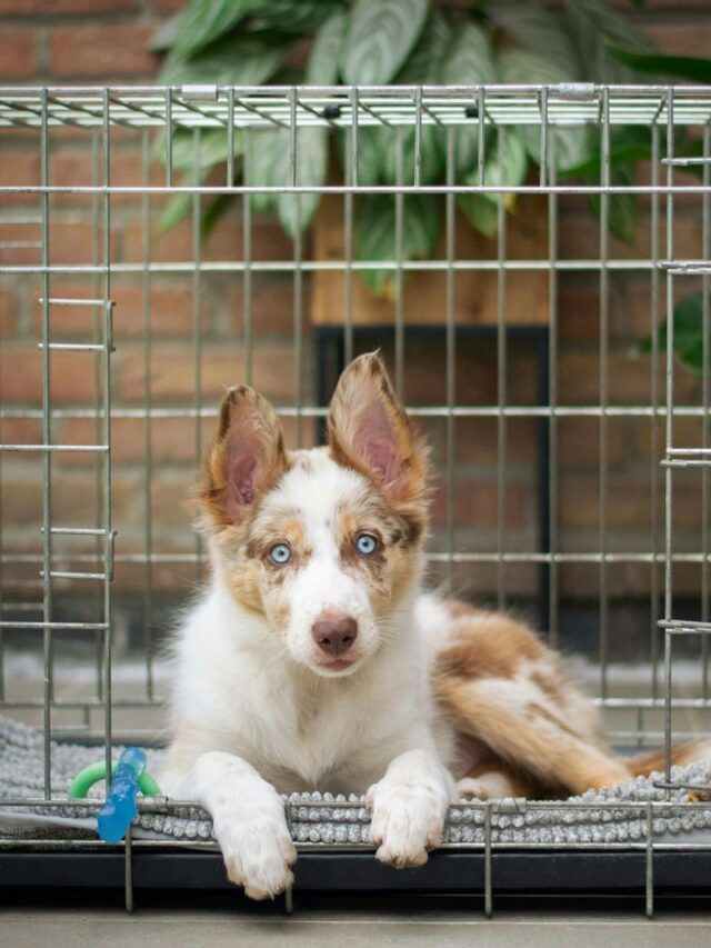 crate training, older dog, introduction, patience, comfort, gradual enclosure, positive reinforcement, alone time, consistency,