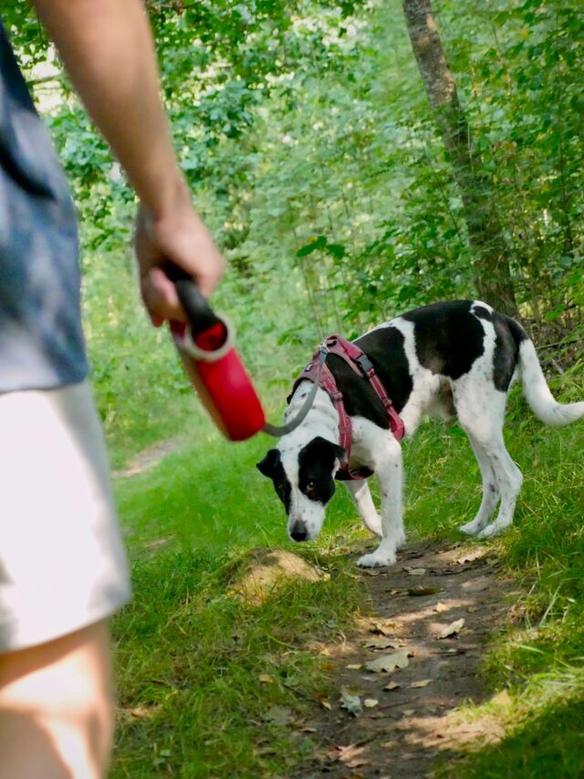 dog walks, exercise, adventure, beach, forest, urban, mountain, park, lakeside, countryside,