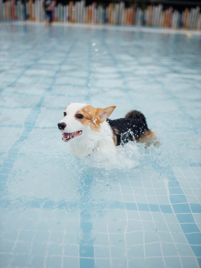 dog swimming, dog training, teach dog to swim, dog water safety, canine swimming techniques, dog buoyancy, swimming gear, dog bonding,