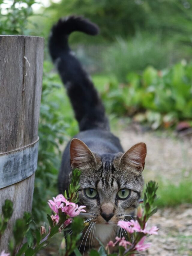 cat tails, feline anatomy, tail function, cat communication, balance, hunting, Manx cat, pet care,